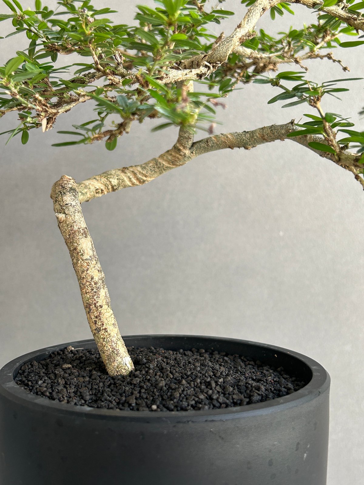 うち” 盆栽 「“UCHI” BONSAI」 9J | SHOUCHIKUEN