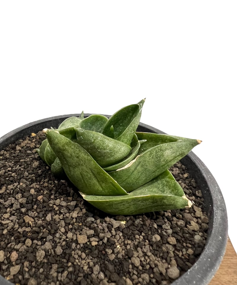 サンセベリア アンヤマニー ハイブリッドSP04「Sansevieria Unyamanee