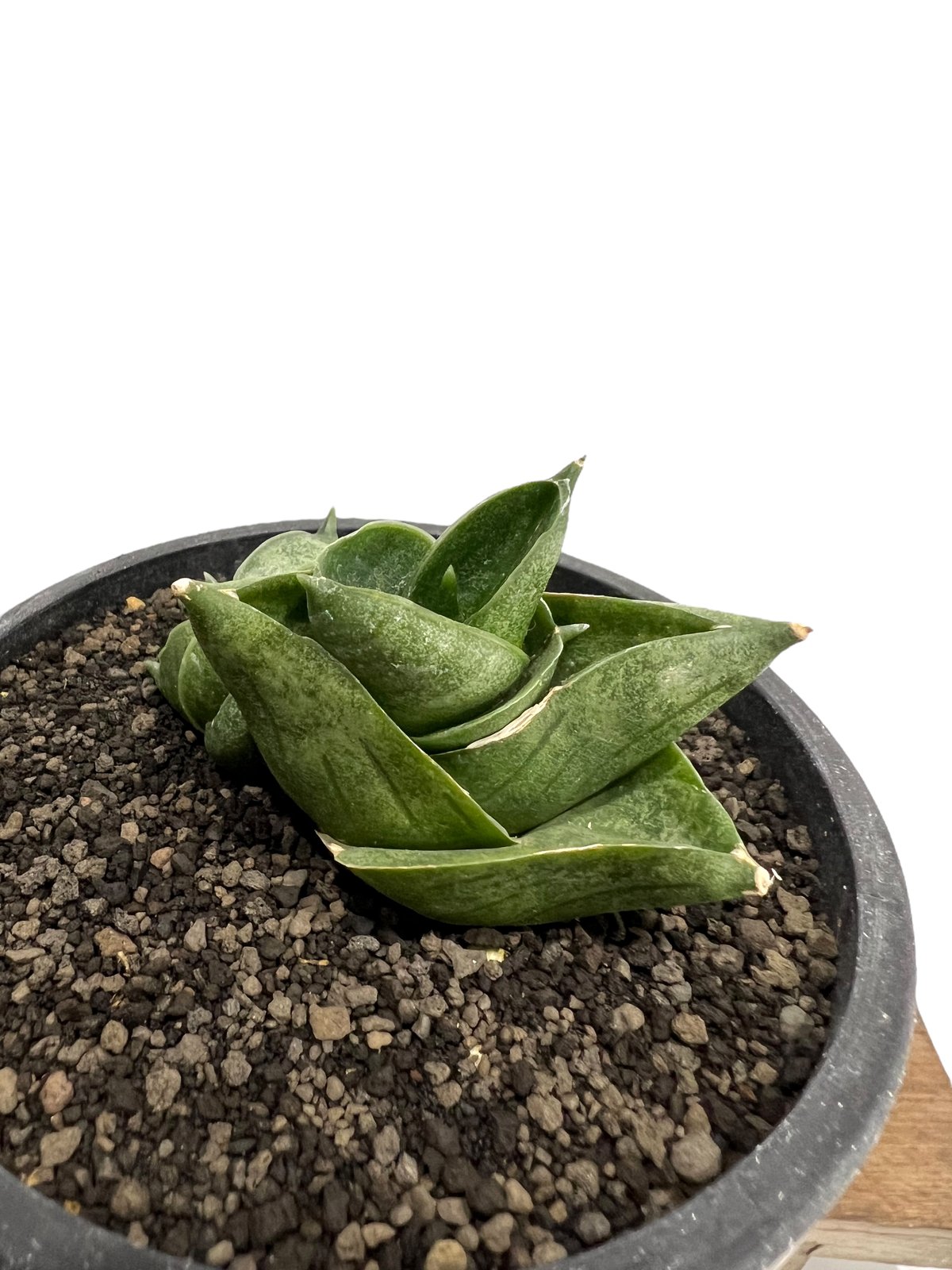 サンセベリア アンヤマニー ハイブリッドSP04「Sansevieria