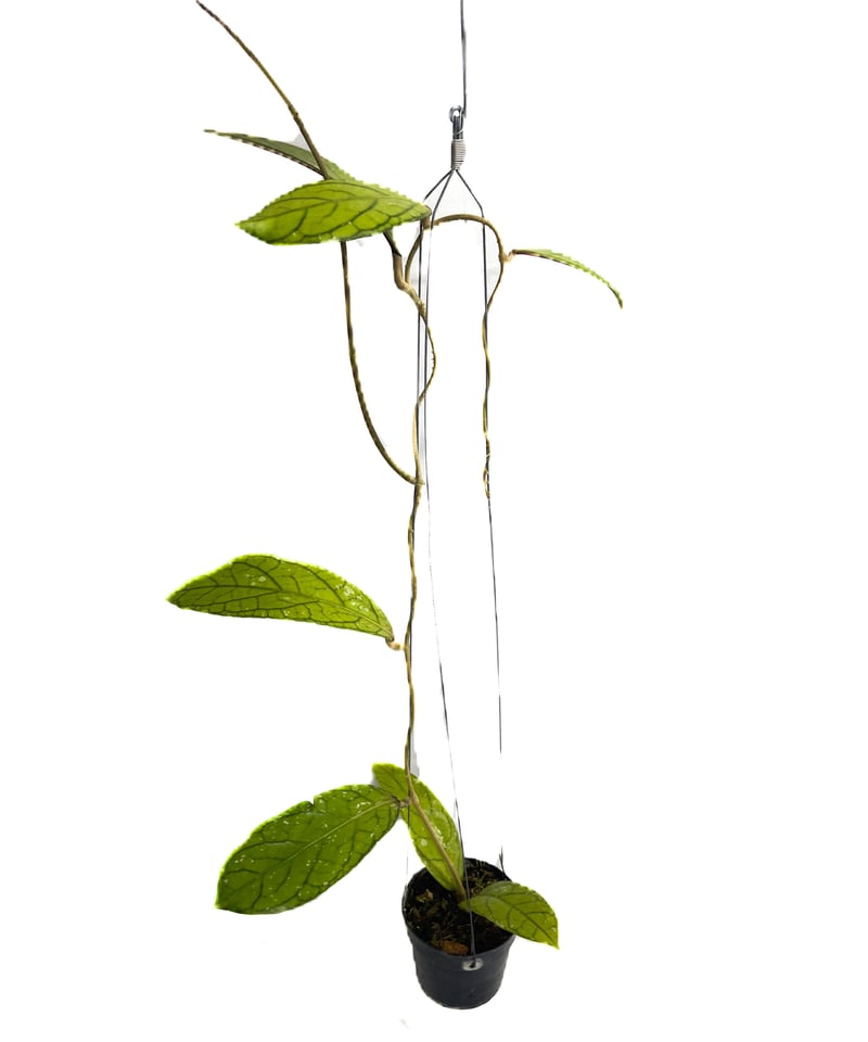 ホヤ タンガマス ホヤ タンガムス「Hoya tanggamus」3C-4 | SHOUCHIKUEN