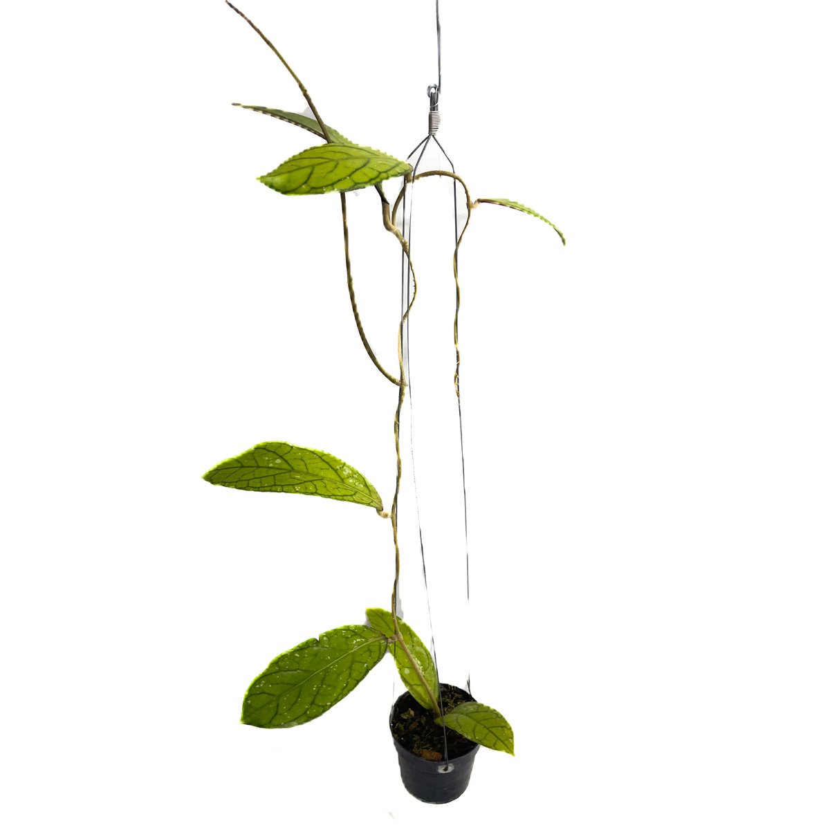 ホヤ タンガマス ホヤ タンガムス「Hoya tanggamus」3C-4 | SHOUCHIKUEN