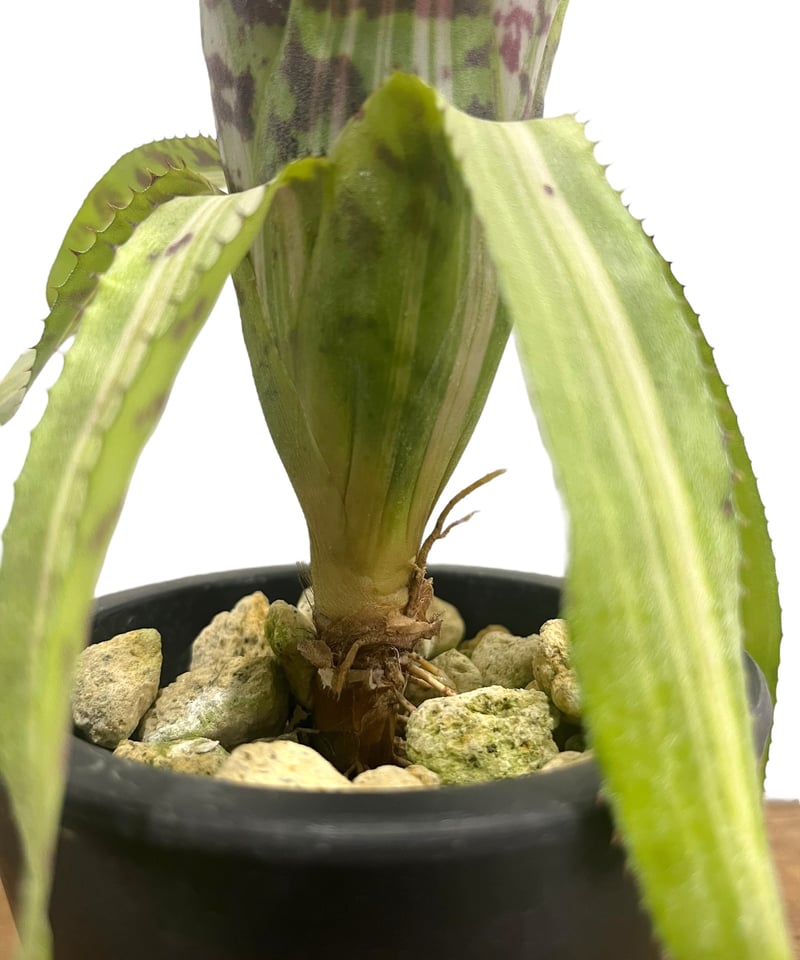 エクメア バート 斑入 「Aechmea Bert variegated」8S | SHOUC