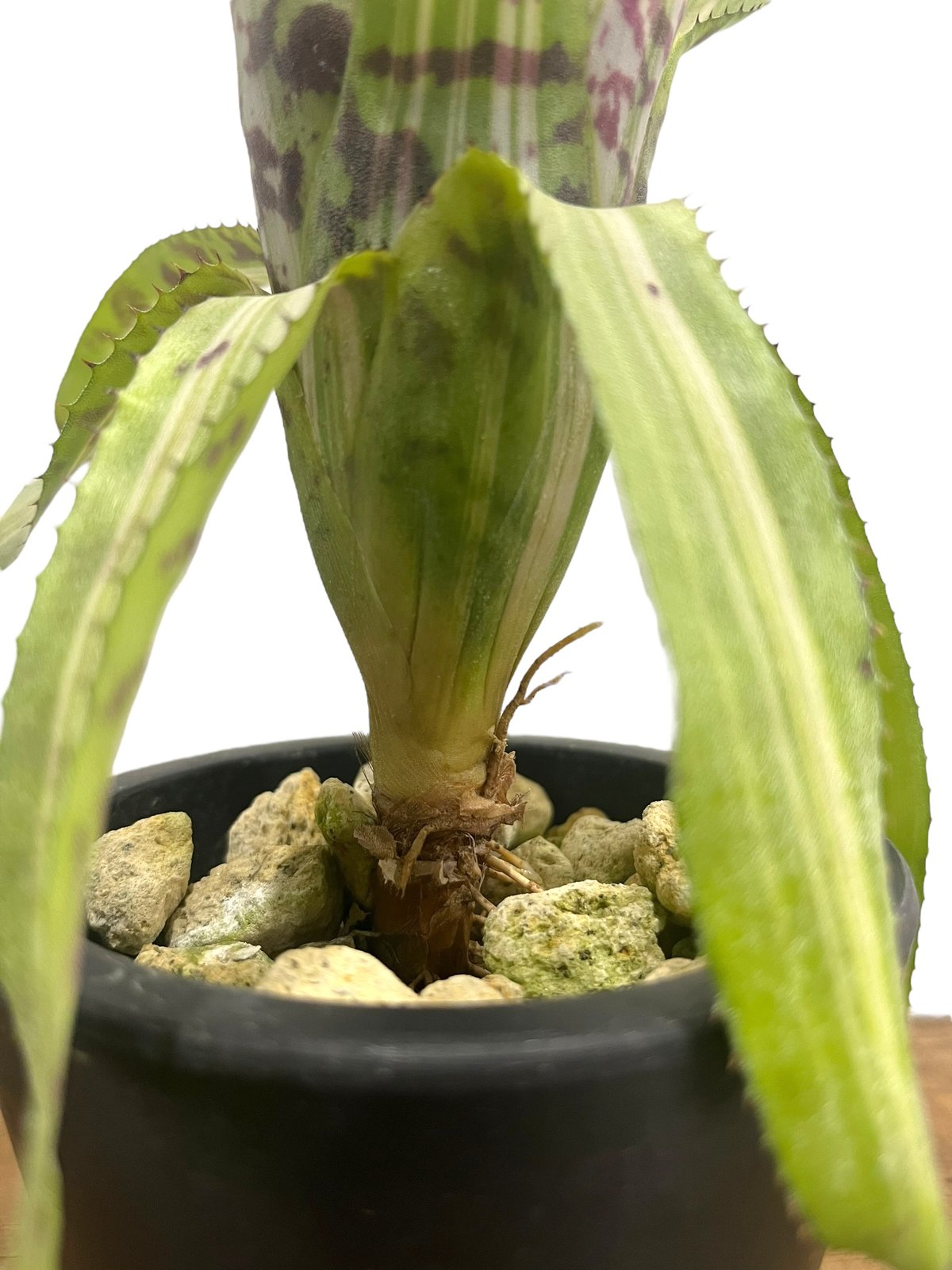 エクメア バート 斑入 「Aechmea Bert variegated」8S | SHOUC