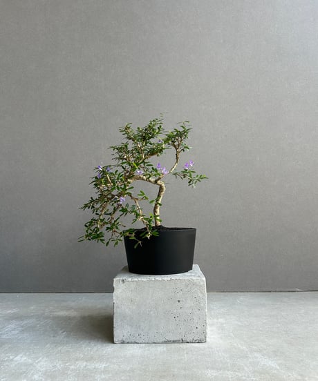 【現品】ピスタチア　９号　オージープランツ　 AK番 現品】ピスタチア 9号 オージープランツ AK番 現品】ピスタチア
