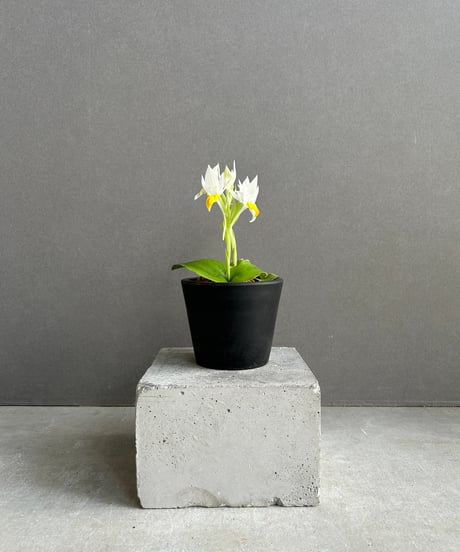 希少　ハカマウラボシ　沖縄北部産　増殖株　ドリナリア　アグラオモルファ　シダ 希少 ハカマウラボシ 沖縄北部産 増殖株 ドリナリア