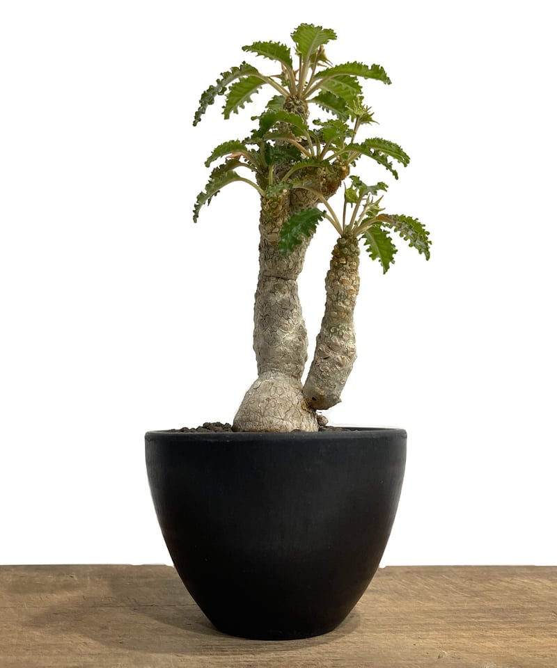 ドルステニア ホルウッディ×ラブラニー「Dorstenia horwoodii