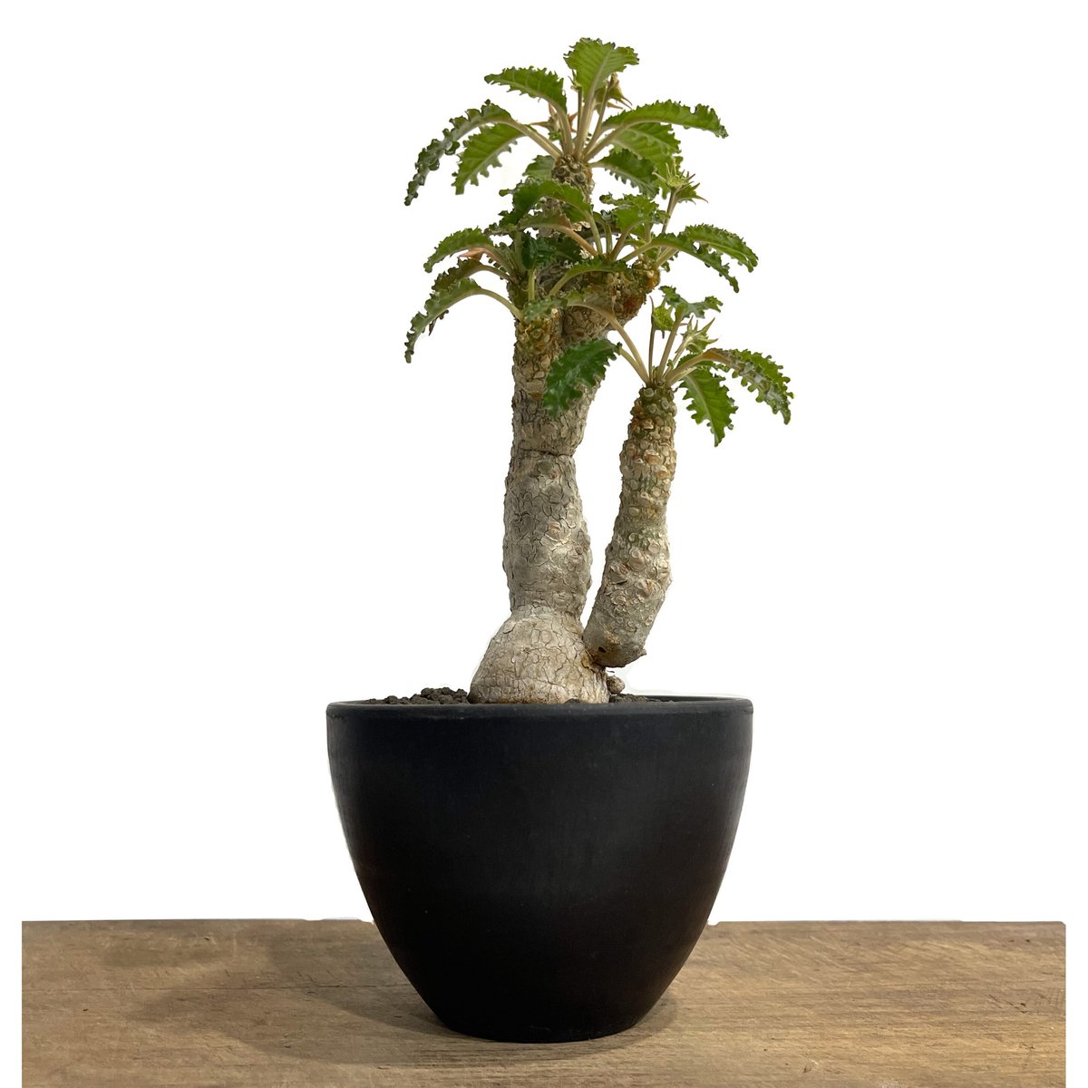 ドルステニア ホルウッディ×ラブラニー「Dorstenia horwoodii ドルステニア ホルウッディ×ラブラニー「Dorstenia horwoodii