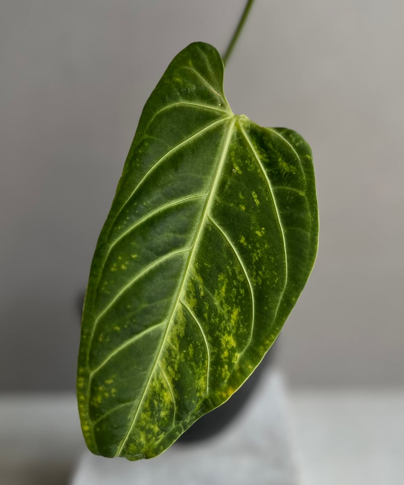 アンスリウム　ハイブリッド　【斑入り】 アンスリウム sp. ハイブリッド(斑入り) 4号 タイプA｜芳樹園