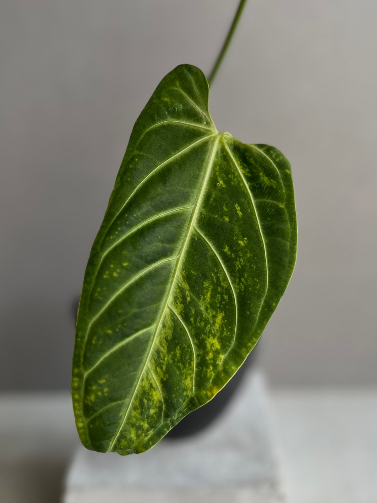 アンスリウム ハイブリッド 斑入 「Anthurium hybrid Variegated」9