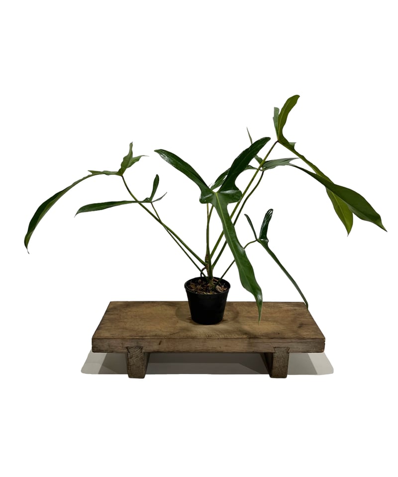 「ABC」超貴重フィロデンドロン ロンギロバトム レラ ノミヤノミント 超貴重フィロデンドロン ロンギロバトム レラ ノミヤノミント 超