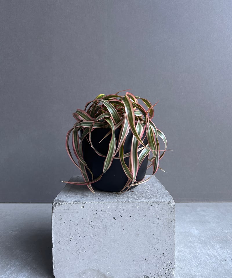 ❤︎専用❤︎ 希少！ ドラセナ キュンティ 2025年最新】ドラセナ キュンティの人気アイテム - メルカリ