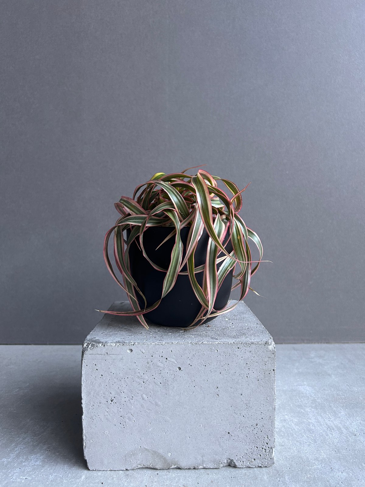 ドラセナ キュンティ「Dracaena concinne Kuhnty 」99J | SHOU