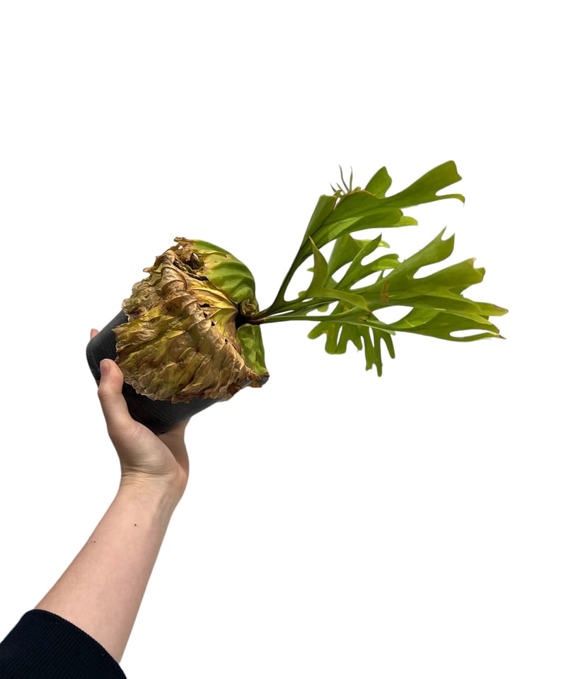 ビカクシダ リドレイ(by ヌクル) 「Platycerium ridleyi (by Nuk