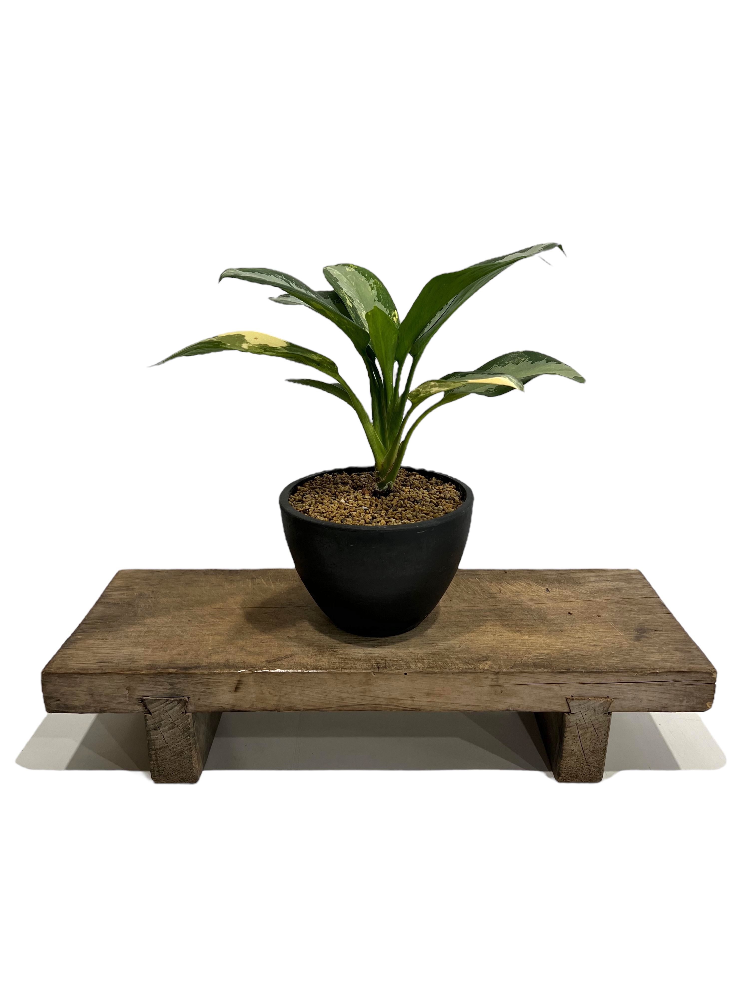 アグラオネマ スワンナプーム「Aglaonema Suvarnabhumi 17F | SHO