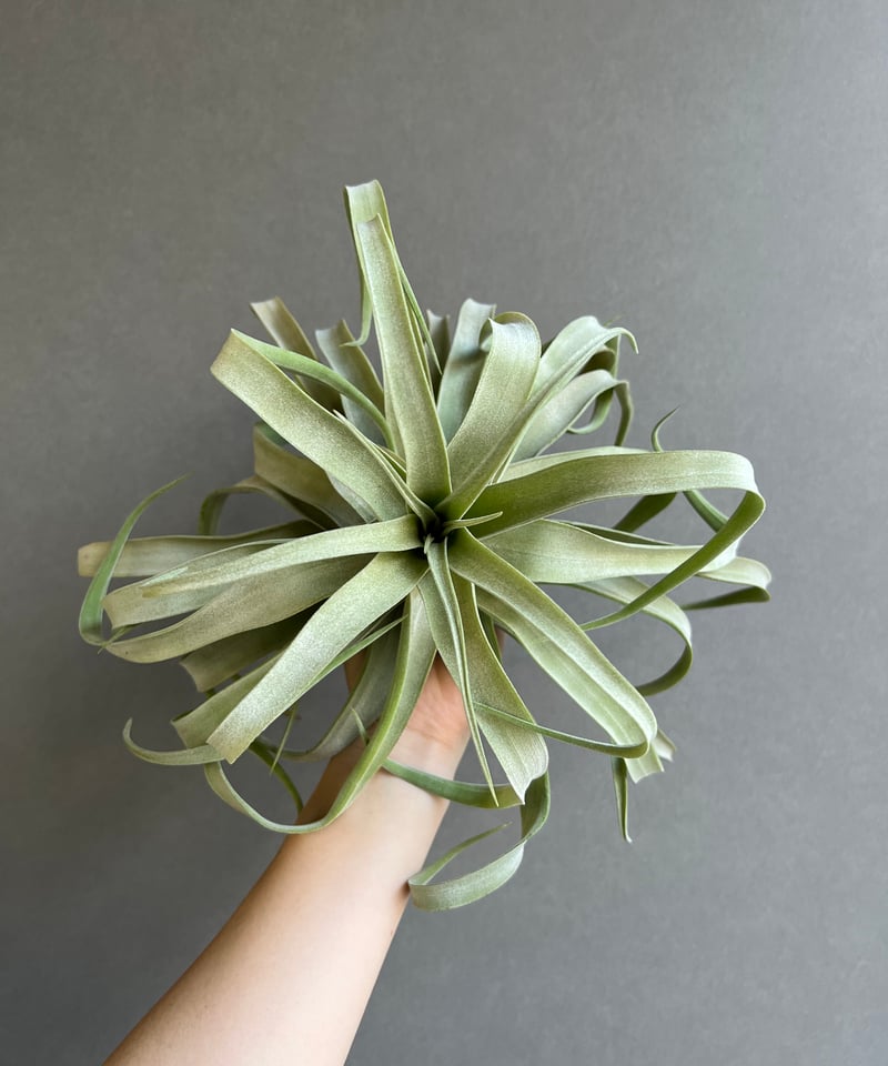 ティランジア ストレプトフィラ メキシコ 「Tillandsia streptophylla