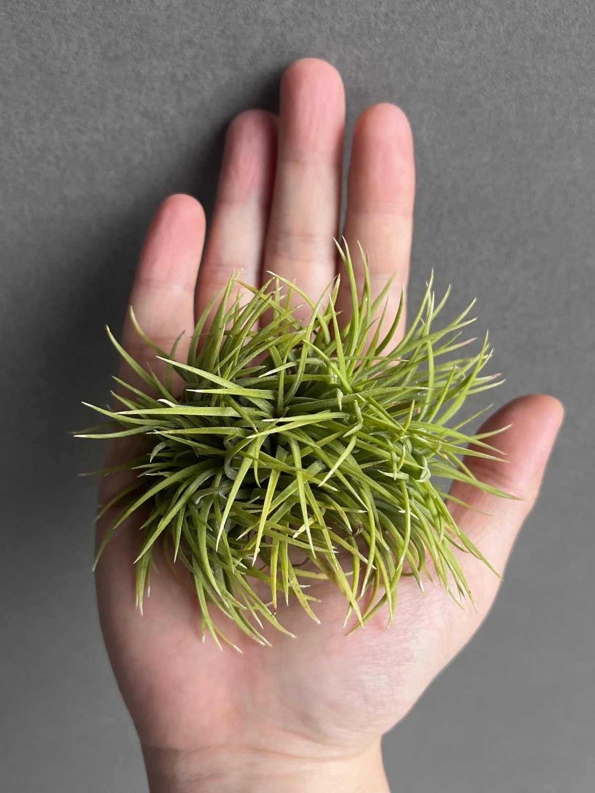 ティランジア イオナンタ モンストローサ 「Tillandsia ionantha ティランジア イオナンタ モンストローサ 「Tillandsia ionantha