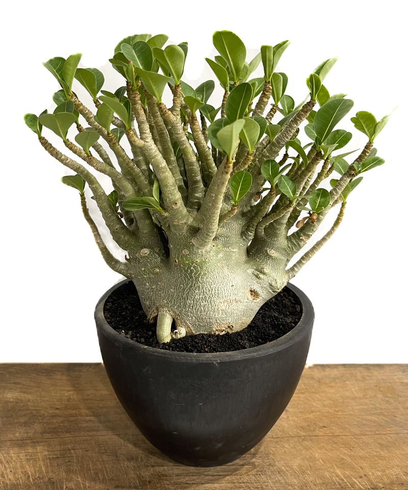 アデニウム アラビカム スーパードワーフ 「Adenium Adenium super dwa