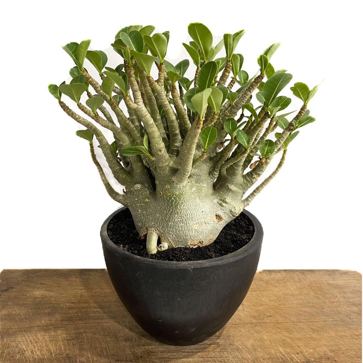 アデニウム アラビカム スーパードワーフ 「Adenium Adenium super dwa