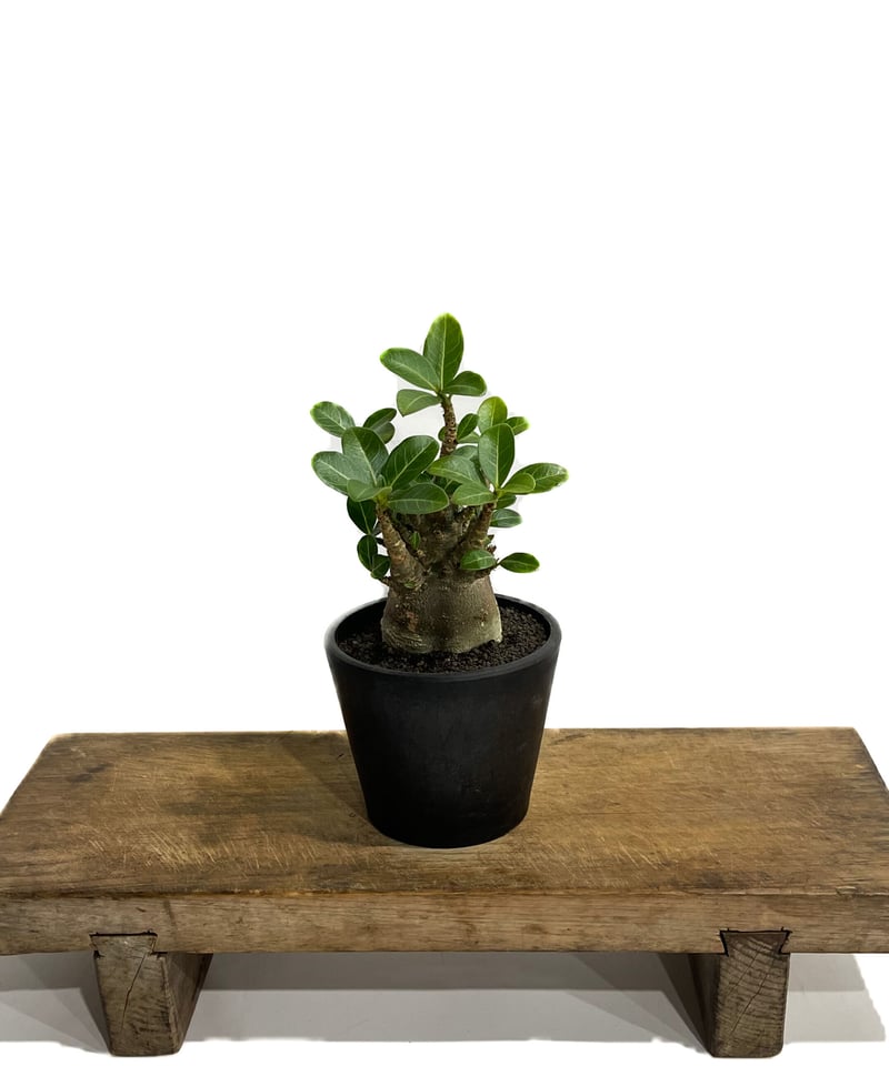アデニウム アラビカムドワーフ タイプ “ブラック”「Adenium arabicum