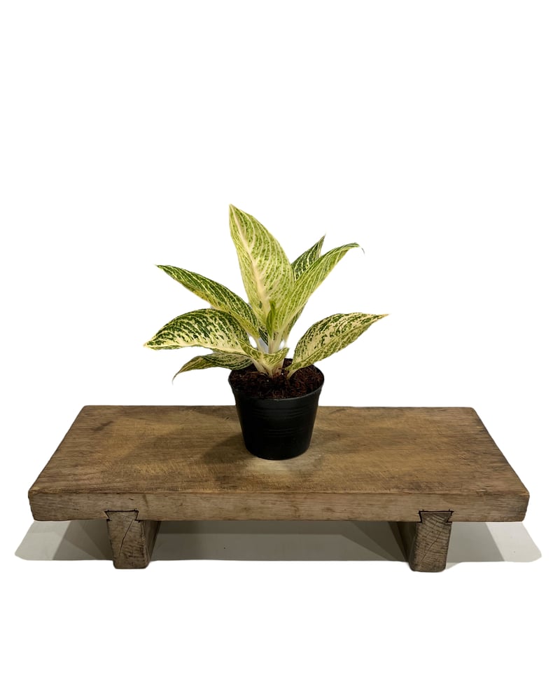 アグラオネマ ホワイト レガシー 「Aglaonema White Legacy」78L |