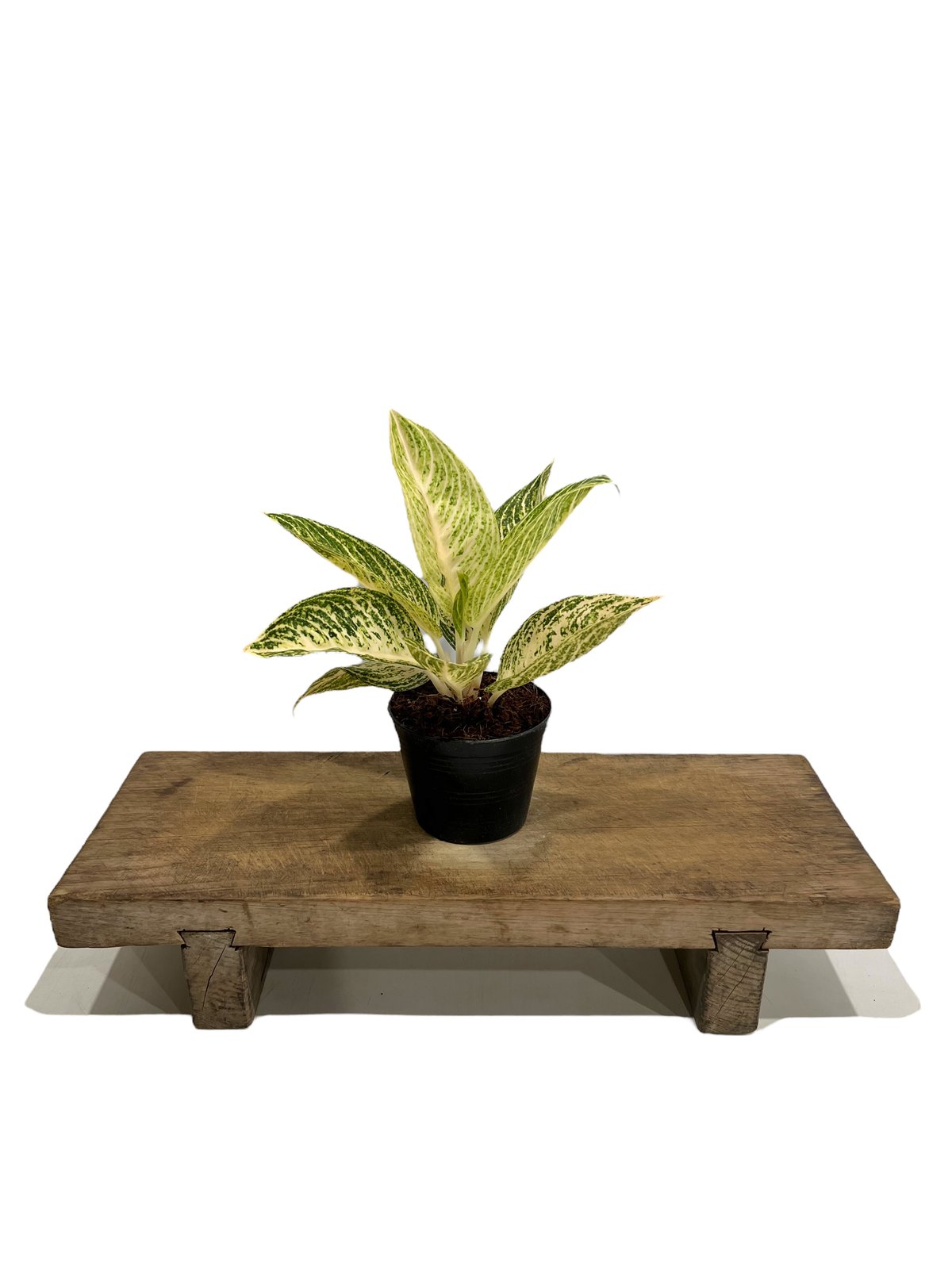 アグラオネマ ホワイト レガシー 「Aglaonema White Legacy」78L |