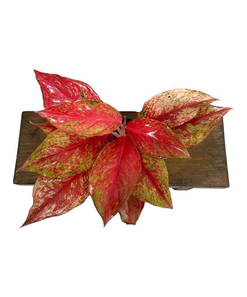 オラソワ アクブロ 朱砂 アグラオネマ クワック サブ 「Aglaonema Kwak Sub」33Q | SHOUCH