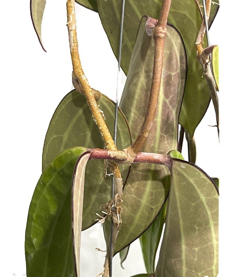 HOYA・ホヤ・Clandestina yellow・このまま発送 ホヤ クランデスティナ イエロー「Hoya clandestina Yellow」7