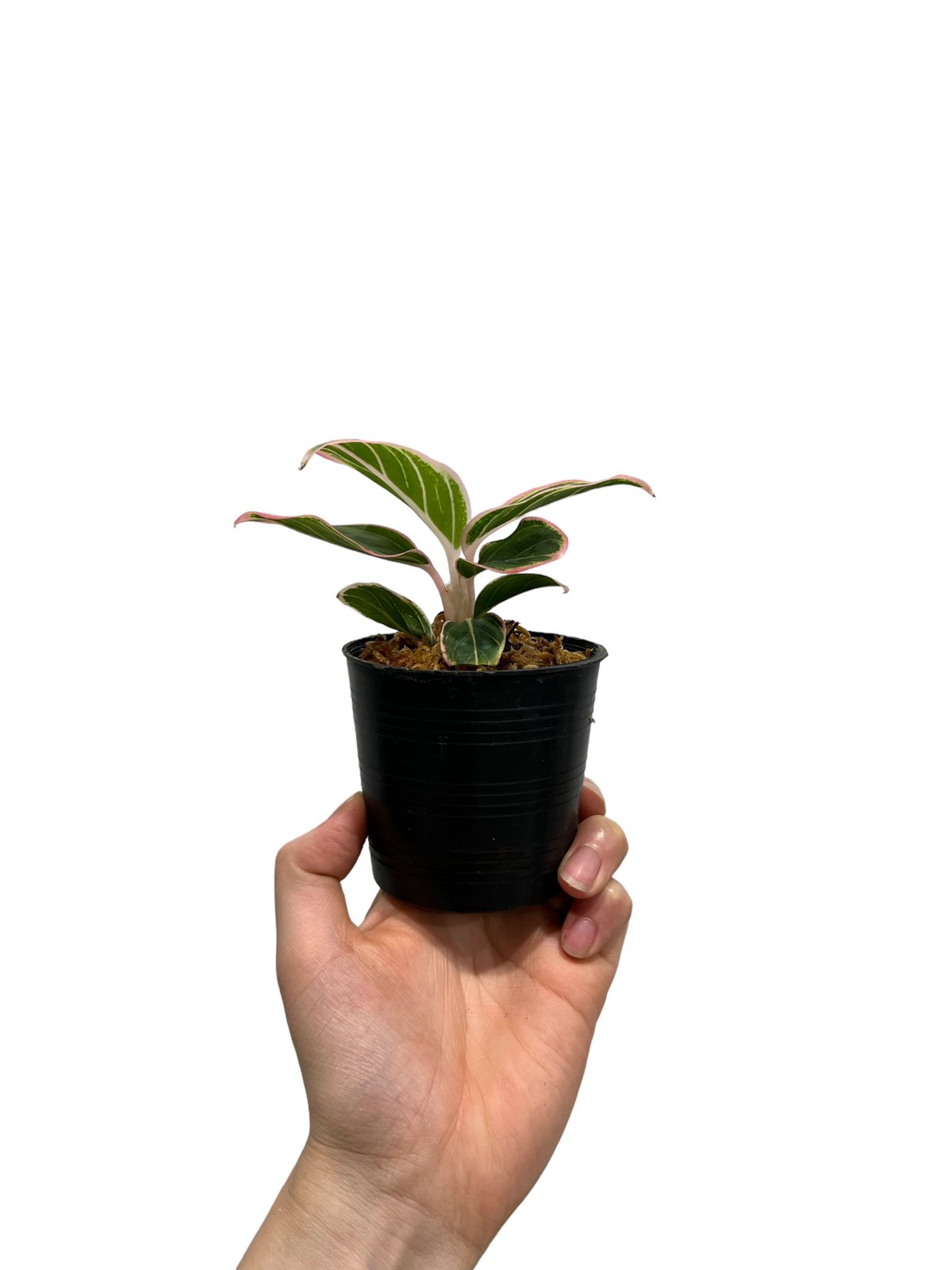 アグラオネマ ロータス デライト 「Aglaonema Lotus Delight」15L |