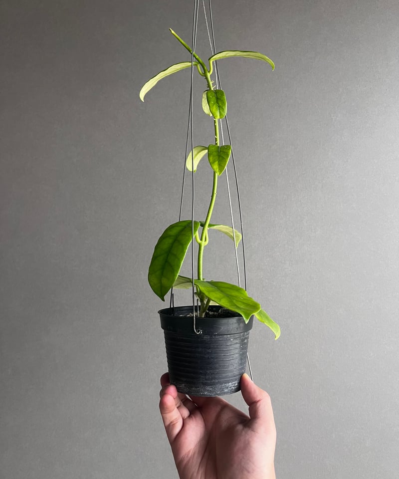 ホヤ・グロブローサ 4.5寸アーチ仕立て メルカリ便(匿名)発送 ホヤ グロブローサ 「Hoya globulosa 」71U | SHOUCHIKUEN