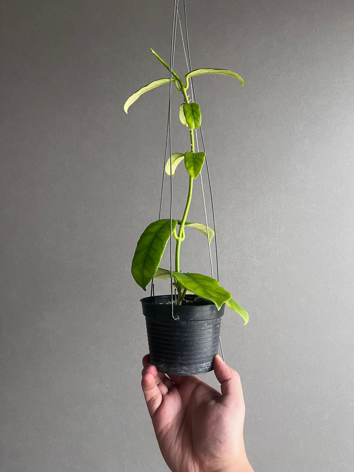 ホヤ グロブローサ 「Hoya globulosa 」71U | SHOUCHIKUEN