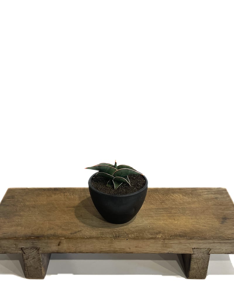 サンセベリア ロリダ 「Sansevieria rorida」5H-1 | SHOUCHIKUEN