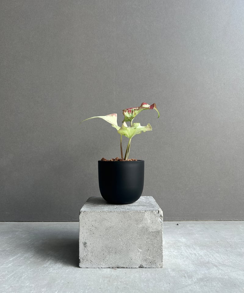 カラジューム ハイブリッド “カーラ リリー” 「Caladium Hybrid “Calla