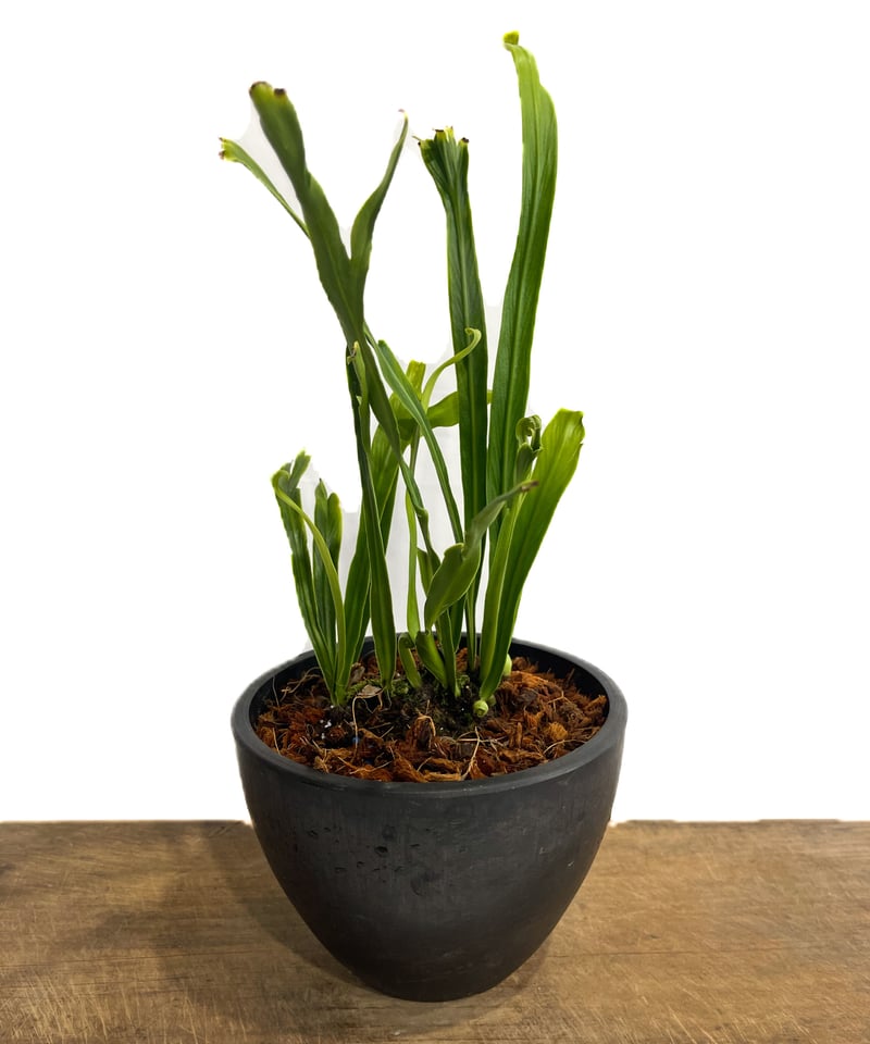 ヴィタリア アンボイネンシス「Vittaria amboinensis」6/25-842 |