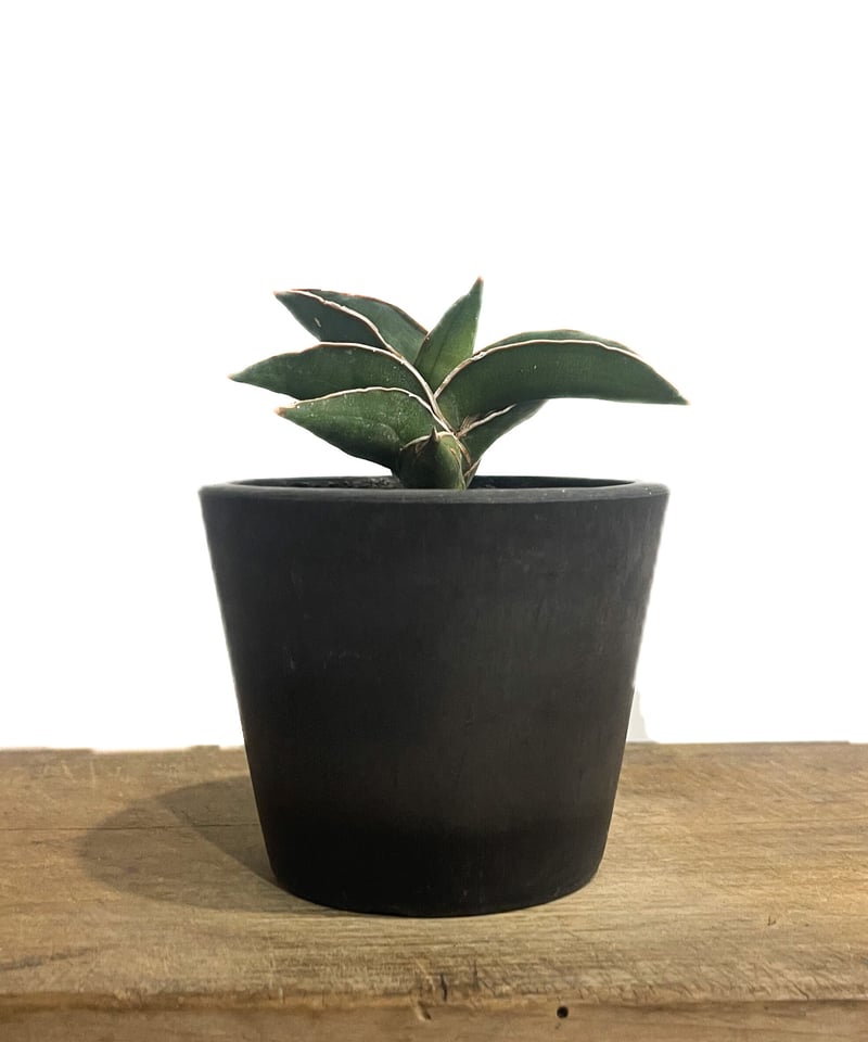 サンスベリア　サムライドワーフ 斑入 2 S.Samurai Dwarf Var サンスベリア サムライドワーフ 斑入 2 S.Samurai Dwarf Var