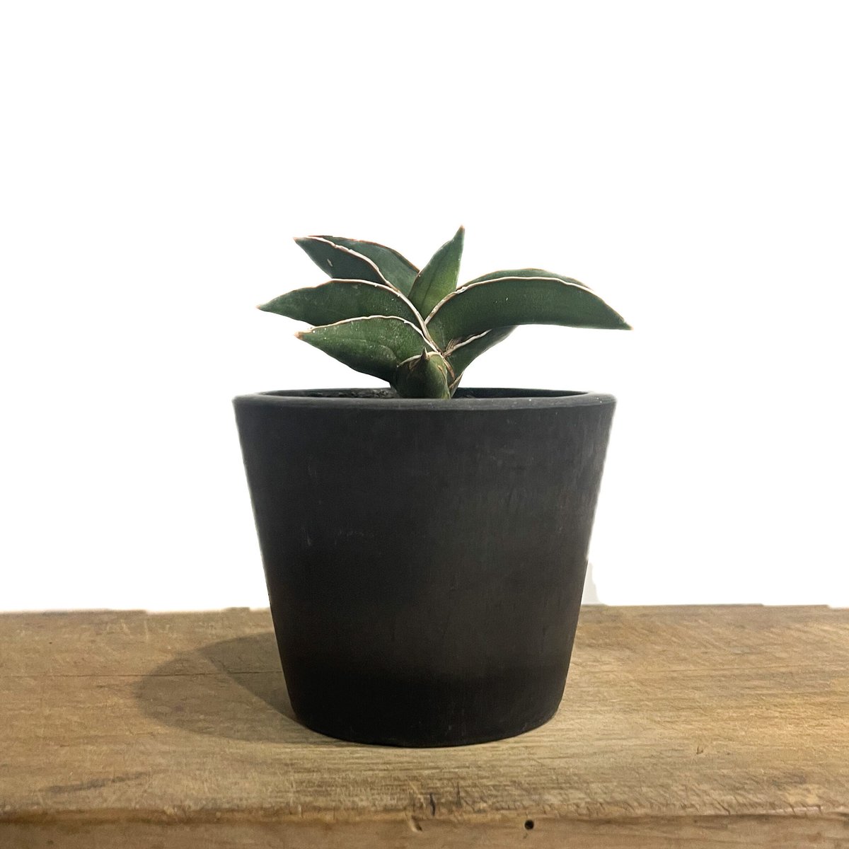 サンセベリア サムライ ドワーフ「Sansevieria samurai dwarf