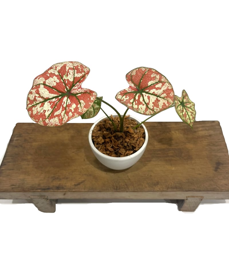 カラジューム ハイブリッド “選抜個体”「 Caladium Hybrid