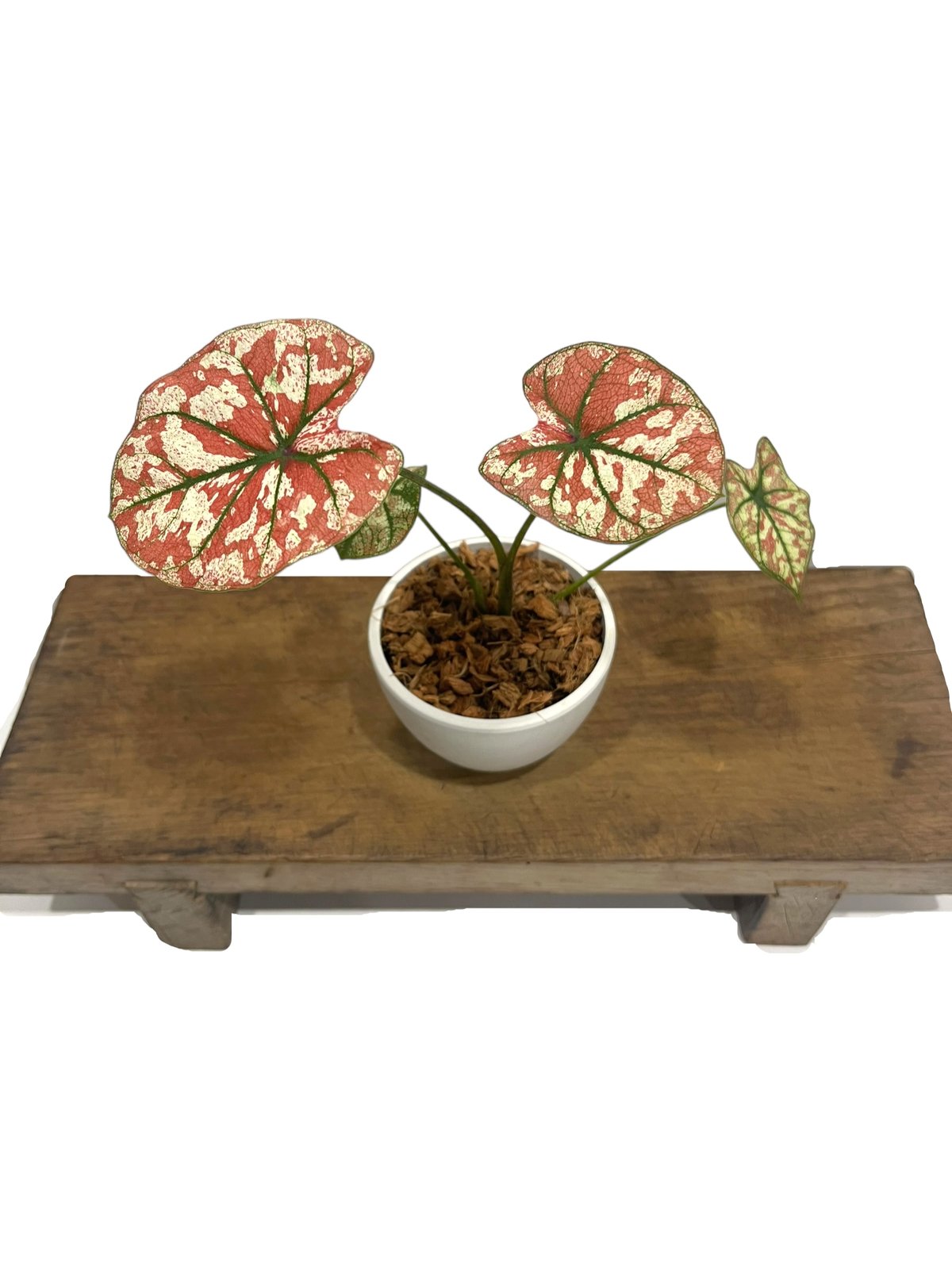 カラジウム　カラジューム　タイハイブリッド　ヒラヒラ系 27 タイ産 カラジウム カラジューム ハイブリッド 斑入り