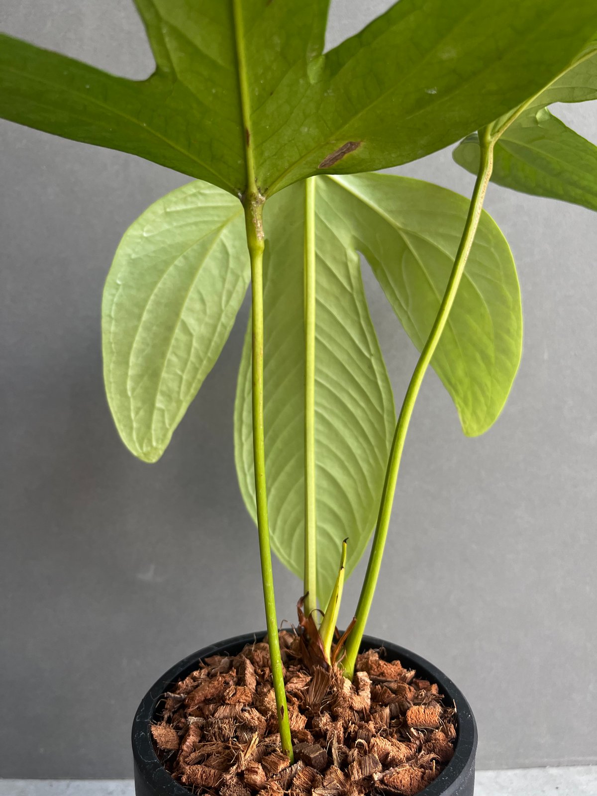 HS　アンスリウム アンスリウム Anthurium gymnopus fantasy luxurians 3.5号硬質