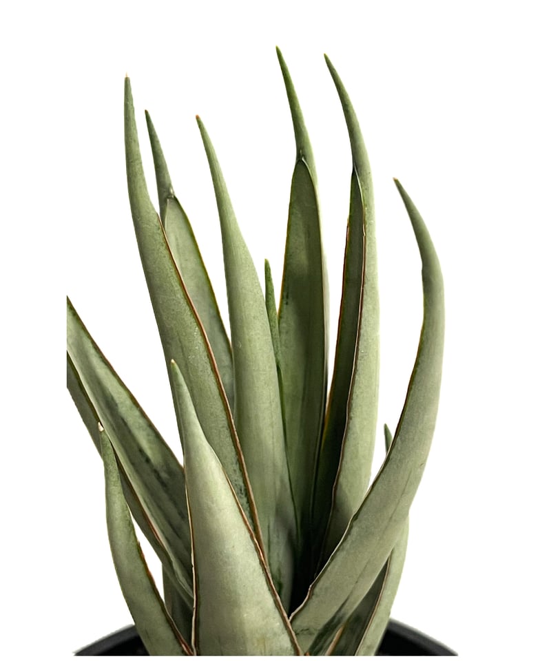 サンセベリア ヘルファイア「Sansevieria Hellfire」13F-1 | SHOU