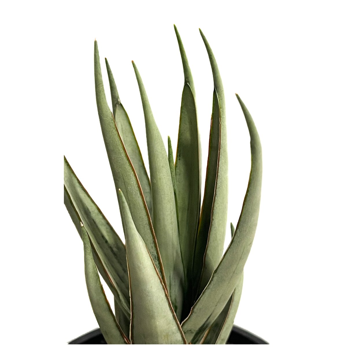 サンセベリア ヘルファイア「Sansevieria Hellfire」13F-1 | SHOU