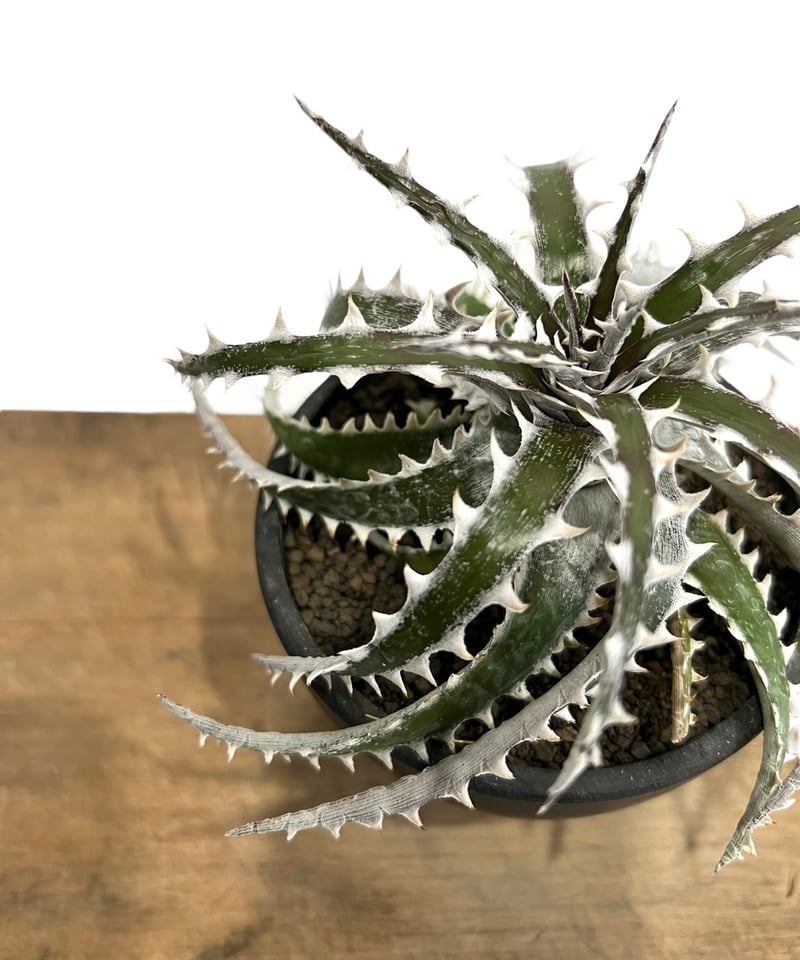 ディッキア ズゴック x リトルウイング「Dyckia Z'gok x