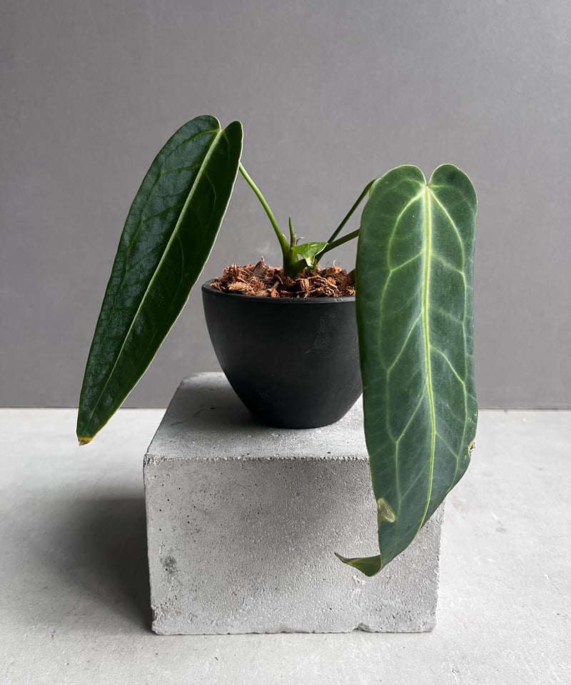 アンスリウム ワロクアナム ダーク&ナロー フォーム 「Anthurium アンスリウム ワロクアナム ダーク&ナロー フォーム 「Anthurium