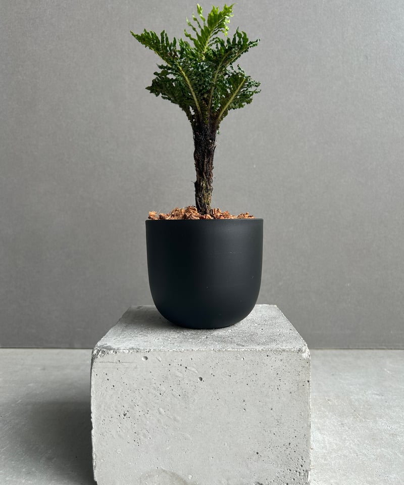 ブレクナム ギッバム ドワーフ 「Blechnum gibbum Dwarf 」68H