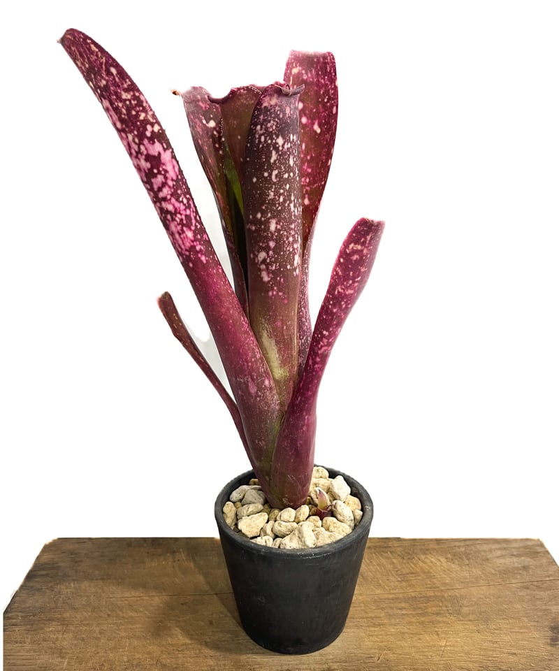 ブロメリア・エアープランツ Billbergia Black Cherry Variegated 現品】ビルベルギア・ブラックチェリー Billbergia Black Cherry