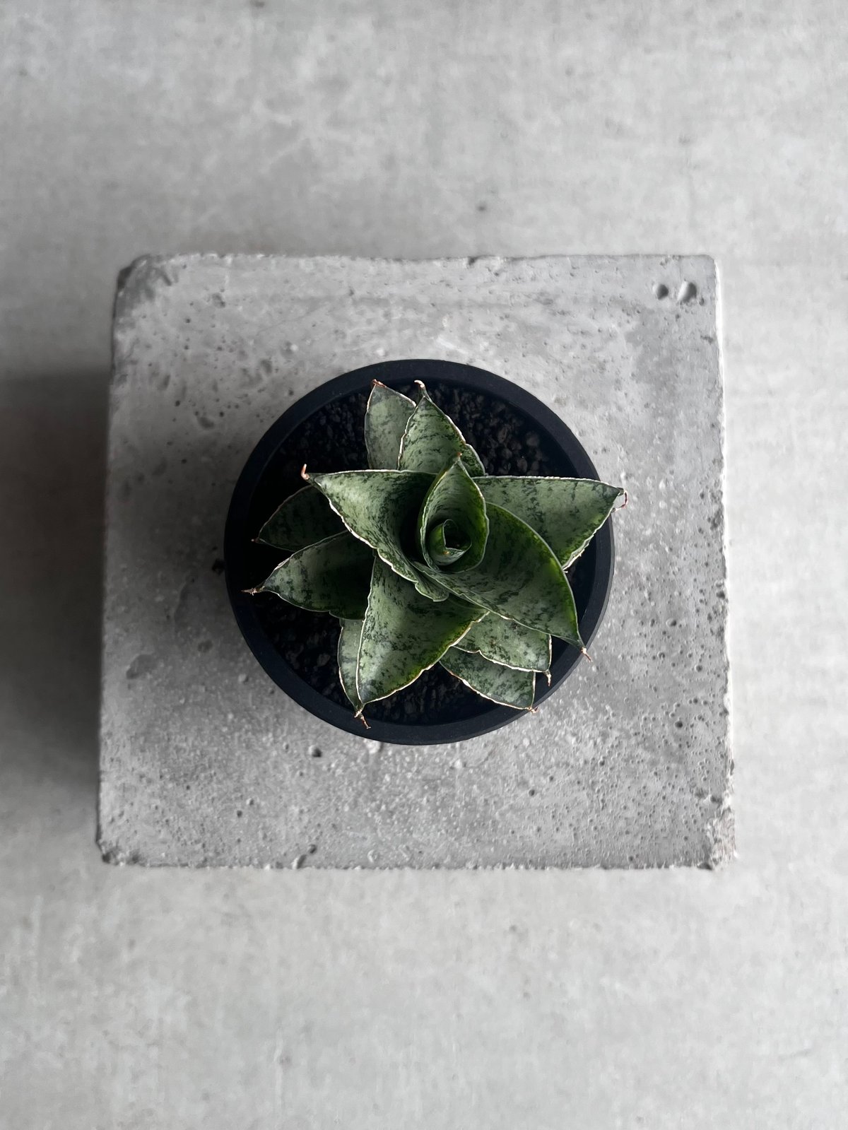 サンセベリア スサノオ 「Sansevieria Susano 'O' (by Unyaman