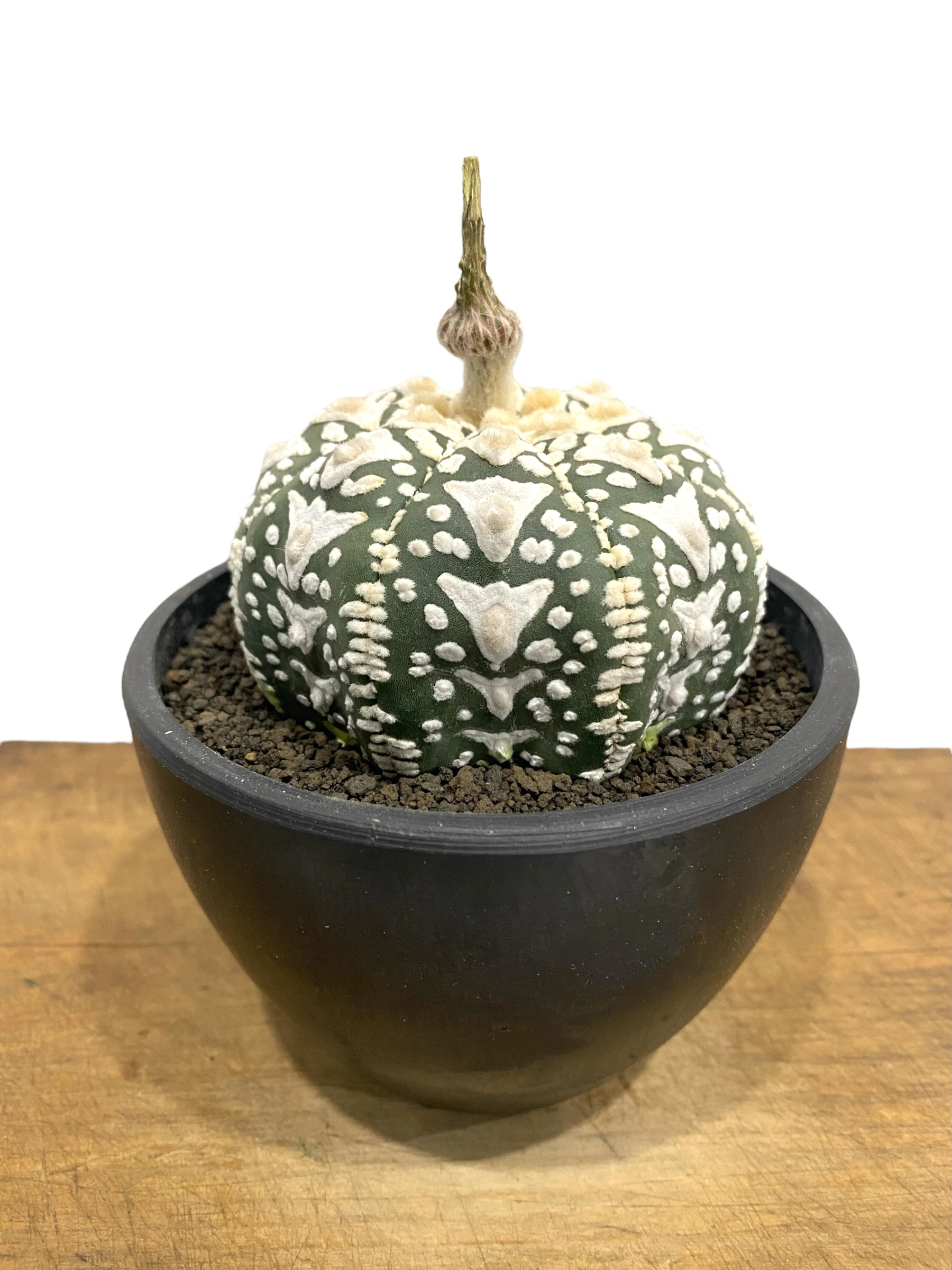 アストロフィツム 兜 V タイプ(実生) 「Astrophytum asterias V ty