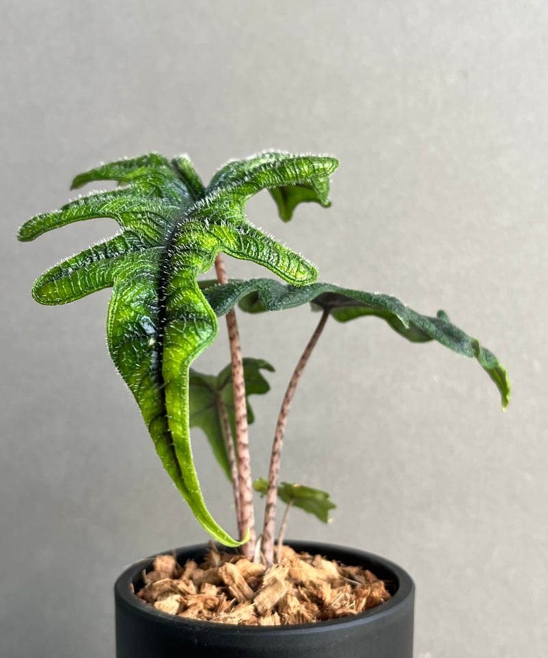 アロカシア ジャックリン「Alocasia Jacklyn」94N | SHOUCHIKUEN