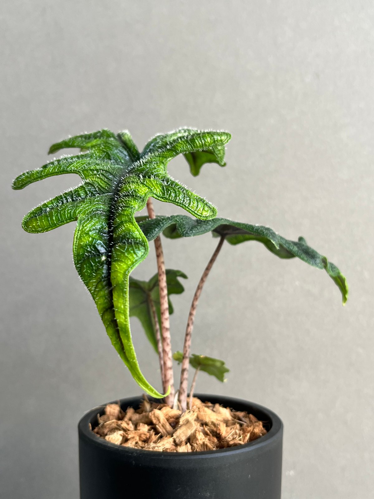 アロカシア ジャックリン「Alocasia Jacklyn」94N | SHOUCHIKUEN