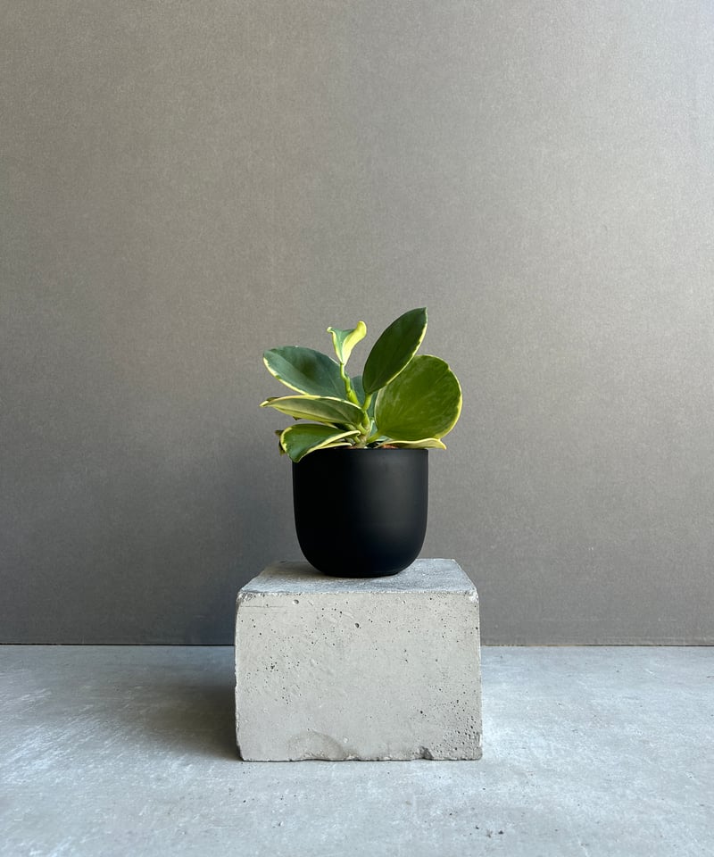 ホヤ パキクラーダ アルボマルギナータ「Hoya pachyclada albomargina