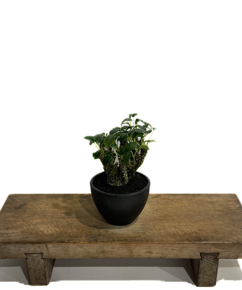 ドルステニア　フォエチダ　クリスタータ 多肉植物）一点物 ドルステニア フォエチダ クリスタータ 綴化